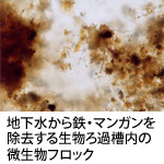 生物ろ過槽細菌